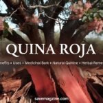 quina roja